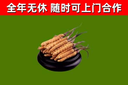 马尾烟酒回收冬虫夏草.jpg